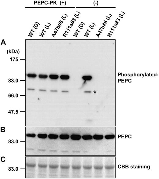 In vitro rephosphorylation of PEPC. The left-hand side shows the phosphorylation state of PEPC extracted form leaves of wild type (Wt) collected at midnight in the dark (D) or collected at midday in the glasshouse in the light (L) and from progeny of A47b#6 and R111a#3 collected at midday in the light after in vitro phosphorylation of PEPC in the presence of recombinant PEPC-PK from F. trinervia. A, Phosphorylated PEPC was detected with the specific antibody and with anti-IgG HRP conjugate (Pierce) as secondary antibody. Immunoblots were developed using the chemiluminescent HRP substrate system (Millipore) and visualized with the luminoimage analyzer LAS-1000 (Fuji Film). The right-hand side shows the phosphorylation state of PEPC in the same leaf extracts without the addition of recombinant PEPC-PK (for details, see “Materials and Methods”). B, PEPC levels were also immunologically detected by reprobing the same membrane using anti-maize C4 PEPC antibody (for details, see “Materials and Methods”). C, A duplicate gel was run and stained with Coomassie Blue. On the left side on each image, positions of protein size makers are indicated. An asterisk indicates additional signals, solely observed in the rephosphorylation experiment due to longer incubation times.