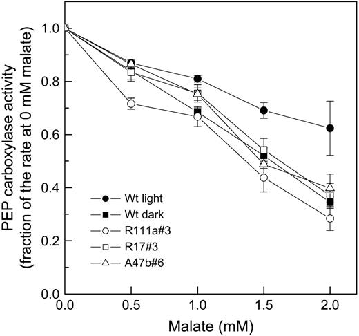 In vitro PEPC activity as a function of malate concentration assayed at pH 7.4 in HEPES-KOH, with 1 mm NaHCO3−, 3 mm PEP at 25°C (for details, see “Materials and Methods”). The means and ses are for PEPC activity measured in leaf extracts from three to four different progeny of transformants R111a#3, R17#3, and A47b#6 and five different leaf extracts for wild-type (Wt) leaves. PEPC was extracted from fresh leaf material which had been either kept in the dark until sampling (for wild-type dark samples) or was collected at midday in the glasshouse under growth light conditions in July, 2006. Mean values of PEPC activity at 0 mm malate are given in Table I.