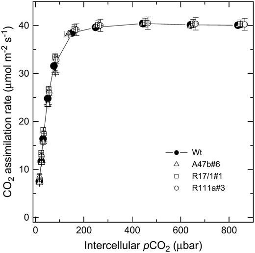Mean CO2 assimilation rate as a function of intercellular pCO2 for wild type (black symbols) and progeny of T1 transformants A47b#6, R17/1#1, and R111a#3. The means are from measurements made on three different individual plants for each genotype at 2,000 μmol quanta m−2 s−1 and a leaf temperature of 28°C with a LI 6400 gas-exchange system in the glasshouse between 10 am and 2 pm during June and July, 2006. Midday irradiance in the glasshouse was approximately 800 μmol quanta m−2 s−1.