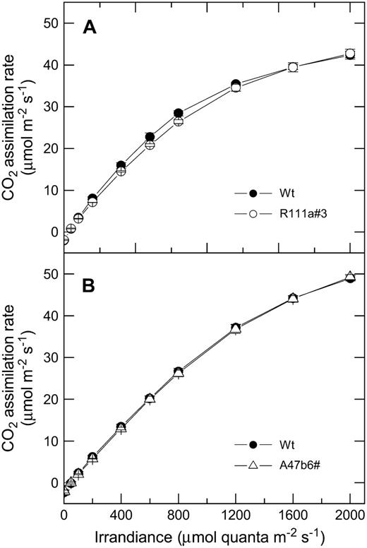 A, Mean CO2 assimilation rate as a function of irradiance for F. bidentis wild-type plants (black symbols) and progeny of T1 transformants R111a#3 (white symbols). The means are from measurements made on three different individual plants for each genotype with a LI 6400 gas-exchange system in the glasshouse between 10 am and 2 pm. Measurements were made at pCO2 of 380 μbar and a leaf temperature of 28°C and started at 2,000 μmol quanta m−2 s−1. The leaves were acclimated at this irradiance for 20 min and then irradiance was reduced at 5-min intervals. Plants were grown during June and July, 2006, and midday irradiance in the glasshouse was approximately 800 μmol quanta m−2 s−1. B, Mean CO2 assimilation rate as a function of irradiance for F. bidentis wild-type plants (black symbols) and progeny of T1 transformants A47b#6 (white symbols). Measurements were made as described for A. Plants were grown during January and February, 2007, and midday irradiance in the glasshouse was approximately 1,500 μmol quanta m−2 s−1.