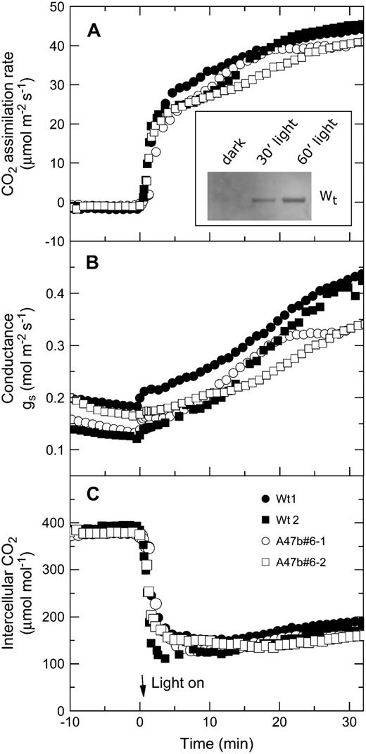 Light induction of CO2 assimilation rate, stomatal conductance, and intercellular pCO2 in two wild-type plants (black symbols) and two progeny of T1 transformant A47b#6 (white symbols). Leaves were kept in the dark overnight by wrapping the leaves in foil. Leaves were acclimated in the dark in the leaf chamber at pCO2 of 380 μbar and a leaf temperature of 28°C for 10 min before irradiance was increased to 2,000 μmol quanta m−2 s−1. Inset, Example of increase in PEPC phosphorylation in wild type after foil was removed from a leaf at midday and leaf was exposed to 1,500 μmol quanta m−2 s−1.