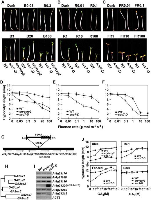 Characterization of the scc7-D mutant (A–F). Phenotypic analyses of scc7-D. Six-day-old seedlings of scc7-D, cry1cry2 mutant (cry1cry2), and wild type (WT) grown in dark or continuous blue (A and D), red (B and E), and FR (C and F) light with indicated fluence rates. Hypocotyl lengths (D–F) and representative seedlings grown under indicated light conditions are shown (A–C). The symbols of B0.03, B0.3, B3, B20, and B100 indicate that seedlings were grown under continuous blue light with fluence rates of 0.03, 0.3, 3, 20, and 100 μmol m−2 s−1, respectively. Similarly, R0.01 or FR0.01 symbolize red light or FR light, respectively, with fluence rates (μmol m−2 s−1) indicated by the numbers. G to J, Molecular characterization of scc7-D. G, Diagram depicting the scc7-D locus and the T-DNA insertion. H, A putative phylogenetic relationship of members of the GA2ox gene family as predicted using ClustalW (http://www.ebi.ac.uk/clustalw/). I, mRNA expression of genes flanking the T-DNA insert of scc7-D. J, Hypocotyl lengths of scc7-D seedlings grown in the dark or in continuous lights of different wavelength (100 μmol m−2 s−1 blue or red light, and 1 μmol m−2 s−1 FR light) in the presence of different concentrations of GA3.