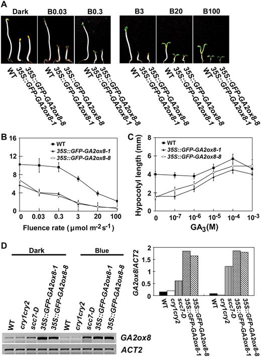 The 35S∷GFP-GA2ox8 transgenic plants are constitutively photomorphogenic (A–C). GA-rescuable constitutive photomorphogenic phenotype of two independent transgenic lines overexpressing the GFP-GA2ox8 protein. D, A markedly higher level of GFP-GA2ox mRNA in the 35S∷GFP-GA2ox8 transgenic plants than the level of GA2ox8 mRNA in scc7-D. Seedlings were grown in the dark or continuous blue light for 6 d.