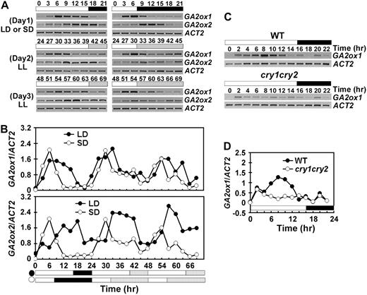 Cryptochromes control the circadian rhythm of GA2ox1 mRNA expression. mRNA expression of GA2ox1 and GA2ox2 genes in seedlings grown under long day (LD) or short day (SD) for 10 d and then transferred to continuous white light were examined using RT-PCR. Samples were collected every 3 h for 1 d in photoperiod and 2 d in continuous white light (A and B), or every 2 h for 1 d in long-day photoperiod (C and D). The white/black bars indicate light/dark phases, and the dashed bars indicate subjective night phase under continuous light. The time (hour) of light on of the first day of sample collection is set as zero.