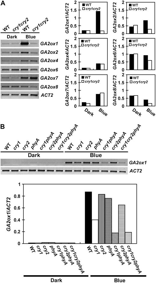 Comparison of the level of GA2ox mRNAs in seedlings grown in dark or continuous blue light. Six-day-old seedlings were grown in dark or continuous blue light (20 μmol m−2 s−1), the levels of mRNA expression are shown as the RT-PCR gel images (left) and the relative signal intensities (right). The mRNA expression of GA2ox genes in the wild-type or cry1cry2 mutant are shown in A. An independent experiment shows the levels of GA2ox1 mRNA expression in 6-day-old wild type and the indicated photoreceptor mutants grown in the dark or continuous blue light (B).
