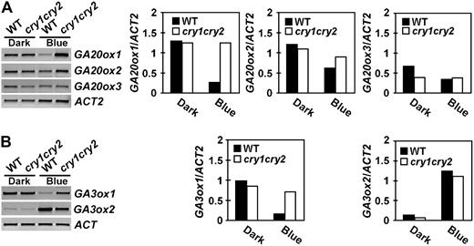 Expression of GA20ox and GA3ox genes in seedlings grown in the dark or continuous blue light. Six-day-old wild-type or cry1cry2 mutant seedlings grown in dark or continuous blue light (20 μmol m−2 s−1) were analyzed for the expression of the GA20ox genes (A) or the GA3ox genes (B). Levels of mRNA expression are shown as the RT-PCR gel images (left) or the relative signal intensities (right).