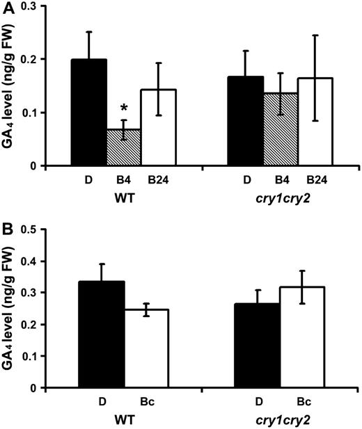 Cryptochromes mediate transient blue light suppression of GA4. The GA4 content of 6-d-old etiolated wild-type (WT) and cry1cry2 mutant seedlings exposed to blue light (60 μmol m−2 s−1) for 4 or 24 h are shown in A. The GA4 content of 5-d-old wild-type (WT) and cry1cry2 mutant seedlings grown in continuous dark or continuous blue light are shown in B. Asterisk indicates a significant difference (P < 0.05, two-way ANOVA). D, Dark; B4 and B24, etiolated seedlings exposed to blue light for 4 and 24 h, respectively; Bc, seedlings grown in continuous blue light. GA4 in whole seedling samples except roots was separated by HPLC and analyzed by gas chromatography-MS.