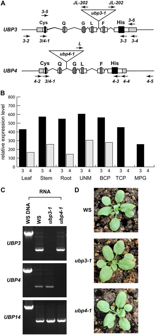 Gene structure and genetic analysis of Arabidopsis UBP3 and UBP4. A, Gene structures showing the positions of the coding regions for the Cys, Gln, Gly, Leu, Phe, and His boxes, the positions of the ubp3-1 and ubp4-1 T-DNA insertions, and primer binding sites used for genotyping and RT-PCR analyses. Lines represent introns and nontranscribed DNA upstream and downstream of each gene. White and gray rectangles represent protein coding regions and 5′- and 3′-untranslated regions, respectively. The nucleotide sequence of each primer is presented in “Materials and Methods.” B, Bar graph depicting microarray expression data of UBP3 (black bars) and UBP4 (gray bars) as reported by Honys and Twell (2004). UNM, Uninucleate microspores; BCP, bicellular pollen; TCP, tricellular pollen; and MPG, mature pollen grains. C, RT-PCR analysis of total RNA from wild-type Ws plants and plants homozygous for either the ubp3-1 or ubp4-1 T-DNA insertions. Genomic DNA from wild-type Ws plants confirmed the activity of the primers, whereas RT-PCR analysis of the UBP14 transcripts verified the integrity of the initial RT reactions. D, Phenotype of 3-week-old ubp3-1 and ubp4-1 plant seedlings as compared to wild-type Ws Arabidopsis.