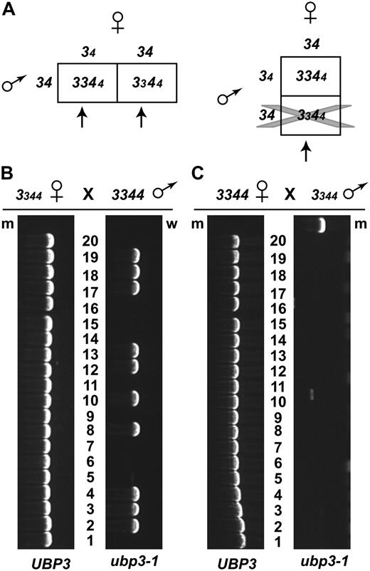 ubp3-1 ubp4-1 double-mutant pollen is defective in pollen transmission. A, Punnett square diagrams of the reciprocal crosses. Upper and lower cases represent the wild-type and mutant alleles, respectively. Possible pollen genotypes are indicated to the left of the squares, possible ovule genotypes above the squares, and possible offspring genotypes within the squares. The gray X in the progeny square marks the UBP3/ubp3-1; UBP4/ubp4-1 genotype that was not found when pollen from a UBP3/ubp3-1; ubp4-1/ubp4-1 donor was used. B and C, PCR genotyping of 20 individual offspring resulting from each reciprocal cross. DNA isolated from individual offspring was genotyped at the UBP3 locus using two PCR reactions: UBP3-2 + UBP3-4 to detect the presence of a wild-type allele (UBP3) and UBP3-2 + JL-202 to detect the presence of a mutant ubp3-1 allele (ubp3-1). DNA from homozygous mutant ubp3-1 (m) or wild-type (w) individuals was used as control. See Figure 1 for the positions of the primers.