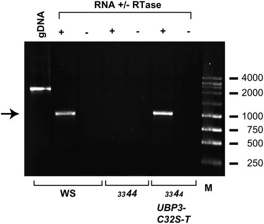 The mutant UBP3-C32S-T transgene is transcribed. Total RNA isolated from wild-type Ws, homozygous ubp3-1/ubp3-1; UBP4/UBP4 plants, and ubp3-1/ubp3-1; UBP4/ubp4-1 plants containing the UBP3-C32S-T transgene were subjected to RT-PCR analysis using primers 3-5 and 3-6. + and −, RT reaction was carried out with or without reverse transcriptase, respectively. Lane gDNA indicates the PCR product using genomic DNA as a template and lane M contains a DNA size ladder with approximate lengths indicated on the right. The arrow designates the RT-PCR-amplified UBP3 cDNA product.