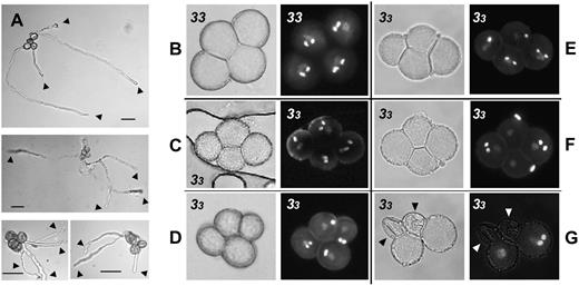 Germination and nuclei content of ubp3-1 ubp4-1 pollen. A, In vitro germination of pollen tetrads from UBP3/ubp3-1; ubp4-1/ubp4-1; qrt1-2/qrt1-2 plants. Each image shows an individual tetrad where three or four pollen grains germinated. The bar represents 50 μm. B to G, DAPI staining of pollen from UBP3/UBP3; ubp4-1/ubp4-1; qrt1-2/qrt1-2 (33) and UBP3/ubp3-1; ubp4-1/ubp4-1; qrt1-2/qrt1-2 (33) plants showing that some pollen grains contain two sperm nuclei, others only one generative/sperm nucleus, and some without any visible sperm nuclei (left). Photographs of each pollen tetrad under visible light (right) are shown. Fluorescence of the DAPI under UV light. B, Tetrad from a UBP3/UBP3; ubp4-1/ubp4-1; qrt1-2/qrt1-2 plant where each pollen grain contains two sperm nuclei. Shown are tetrads from a UBP3/ubp3-1; ubp4-1/ubp4-1; qrt1-2/qrt1-2 plant where four (C), three (D), or two (E and F) pollen grains contain two sperm nuclei, but the remaining pollen grains most often contain only one generative/sperm nucleus. G, Tetrad from a UBP3/ubp3-1; ubp4-1/ubp4-1; qrt1-2/qrt1-2 plant where one pollen grain contains two sperm nuclei, one pollen grain contains only a vegetative nucleus, and the other two pollen grains are visibly shrunken and do not show any nuclei.