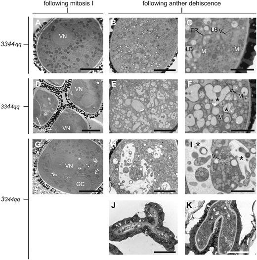 Transmission electron microscope analysis of high-pressure frozen/freeze-substituted pollen. The endomembrane organization of pollen from qrt1-2/qrt1-2 (A), ubp3-1/ubp3-1; UBP4/ubp4-1; qrt1-2/qrt1-2 (D), and UBP3/ubp3-1; ubp4-1/ubp4-1; qrt1-2/qrt1-2 (G) plants appears similar following pollen mitosis I. Upper case and lower case numbers indicate wild-type and mutant alleles, respectively. D, Pollen tetrad containing two pollen grains in which the generative cell (GC) is still attached to the intine wall. The pollen grain depicted in G is slightly more mature in that the generative cell has already been internalized. VN, Vegetative nucleus. Pollen from qrt1-2/qrt1-2 (B and C), ubp3-1/ubp3-1; UBP4/ubp4-1; qrt1-2/qrt1-2 (E and F), and UBP3/ubp3-1; ubp4-1/ubp4-1; qrt1-2/qrt1-2 plants (H–K) following anther dehiscence show differences in vacuole and endomembrane organization. B and C, Pollen from qrt1-2/qrt1-2 plants contain dense cytoplasm packed with lipid bodies (LB), vesicles (V), mitochondria (M), and endoplasmic reticulum (ER) membranes. E, F, H, and I, Pollen grains from ubp3-1/ubp3-1; UBP4/ubp4-1; qrt1-2/qrt1-2 (E and F) and UBP3/ubp3-1; ubp4-1/ubp4-1; qrt1-2/qrt1-2 (H and I) plants showing an enlarged vacuolar system (asterisks). J and K, Collapsed pollen grains from UBP3/ubp3-1; ubp4-1/ubp4-1; qrt1-2/qrt1-2 plants. Scale bars in A, B, D, E, G, H, J, and K = 5 μm; in C, F, and I = 2 μm.