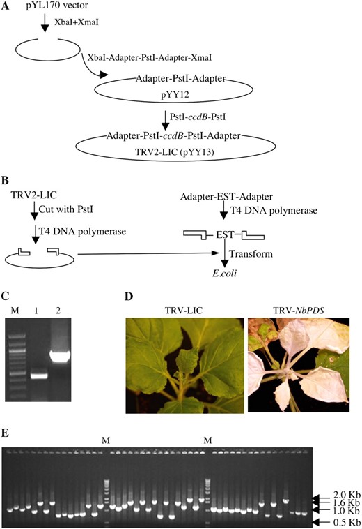 TRV2-LIC vector. A, Construction of the TRV2-LIC vector. The TRV2 vector, pYL170, was used to generate the new TRV2-LIC vector by inserting a cassette containing adapters and two PstI sites in two digestion and ligation reactions. B, LIC cloning of inserts into TRV2-LIC. Briefly, the TRV2-LIC vector is digested with PstI and treated with T4 DNA polymerase. The EST carrying the relevant adapter sequences is generated by PCR and also treated with T4 DNA polymerase. The vector and insert are then mixed and used to transform Escherichia coli cells. C, TRV-LIC does not interfere with viral replication and spread as shown by the presence of TRV RNA1 (lane 1) and modified RNA2 (lane 2) in upper leaves of N. benthamiana plant. Lane M contains DNA size marker. D, TRV2-LIC allows efficient silencing of NbPDS as shown by the photobleaching of silenced plant (right). Control plant infiltrated with empty TRV-LIC vector shown for comparison (left). E, EST cloning efficiency into TRV-LIC is 100% as shown by PCR on colonies obtained from transformation with the vector and PCR product mixture. All 48 of the colonies tested here contain insert. Lane M contains DNA size marker.