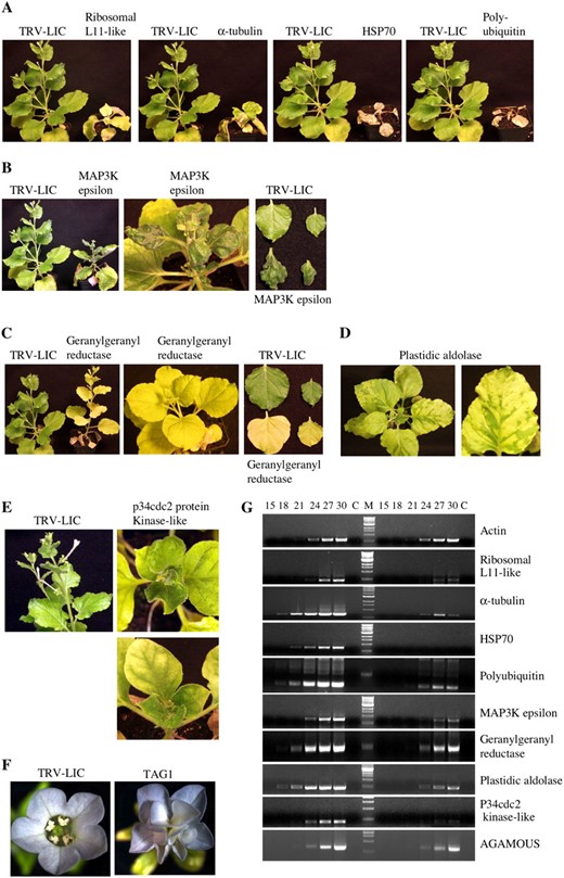 Selected phenotypes observed with silencing of tomato ESTs. A, Silencing of SlRibosomal protein L11 like, Slα-tubulin, SlHSP70, and SlPolyubiquitin causes death. B, Silencing SlMAP3K epsilon disrupts leaf development resulting in severe crinkling. C, Reduction in SlGeranylgeranyl reductase levels causes yellowing of leaves. D, Reduced SlPlastidic aldolase causes photobleaching and a variegated appearance. E, Decreased SlCyclin-dependent protein kinase, p34cdc2, levels cause severe stunting. F, Homeotic transformations of floral tissue in SlTAG1-silenced plants. G, mRNA levels in control (left) versus silenced (right) tissue indicate effective silencing of genes indicated. Number of PCR cycles is indicated above lanes. Lane M is the DNA size marker. C is no RT control. Actin is a loading control.