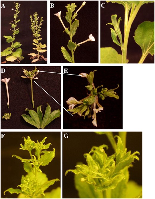 Silencing SlMADS1. A, SlMADS1-silenced plants (right) show loss of apical dominance compared to control empty vector-treated plants (left). B, Flowers on control empty vector-treated plants show distinct white petals surrounded by sepals. C, Flowers on SlMADS1-silenced plants have enlarged sepals and white petals are largely absent. D, Sepals separated from inner whorls from control (left) and SlMADS1-silenced (right) flowers. E, Magnified view of inner whorls of flower dissected in D. Note reduced white petals and the presence of flower-like organs. F, Indeterminate flowers of SlMADS1-silenced plants. G, Magnified view of one of the flowers in F.
