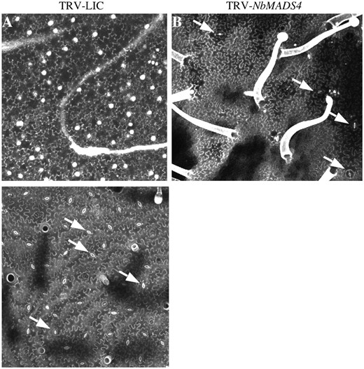 NbMADS4-silenced petals compared to controls. A, Abaxial surface of control N. benthamiana petal. Note absence of trichomes. B, Abaxial surface of SlMADS1-silenced petal contains both trichomes and stomata (arrows). C, Abaxial surface of control N. benthamiana leaf contains many stomata. Scale bar represents 50 μm.