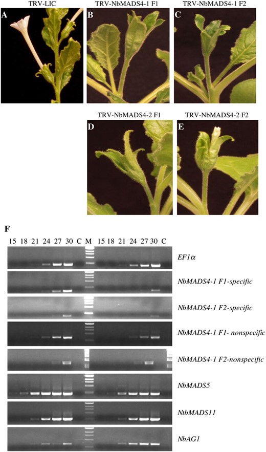 Silencing NbMADS4-1 and NbMADS4-2. A, Control N. benthamiana flower. B and C, Silencing NbMADS4-1 using fragment 1 (B) or fragment 2 (C) causes enlargement of sepals and the loss of large white sepals. D and E, Silencing NbMADS4-2 causes identical phenotypes to silencing with either NbMADS4-1 fragment. F, The reduction of NbMADS4-1 transcript levels was confirmed by semiquantitative RT-PCR in tissue that had been silenced with fragment 1 (row 2) or fragment 2 (row 3). The levels of NbMADS4-2 mRNA were not altered in NbMADS4-1 fragment 1 silenced plants (row 4) and NbMADS4-1 fragment 2 silenced plants (row 5). The transcript levels of the related genes NbMADS5 and NbMADS11 were also examined to confirm specificity of silencing (rows 6 and 7, respectively). The phenotypes shown are not due to the silencing of another MADS-box transcription factor NbAG1 (row 8). Lanes to the left of the marker (M) contain control tissue and those on the right contain tissue from silenced tissue. C is no RT control. Numbers at the top of each lane indicate number of PCR cycles.