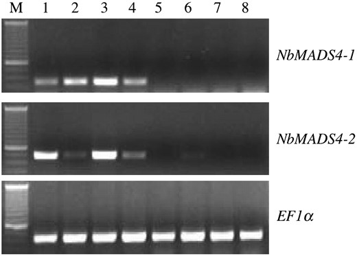 Analysis of NbMADS4 tissue-specific expression. NbMADS4-1 and NbMADS4-2 transcripts were detected by semiquantitative RT-PCR. Lane 1 is tissue from sepals, 2 is petals, 3 is petioles, 4 is carpels, 5 is roots, 6 is stems, 7 is leaves, and 8 is seedlings. Lane M is the size marker. EF1α was used as a loading control.