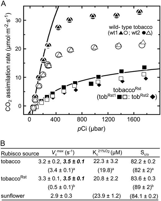 CO2 assimilation rates in tobaccoRst and wild-type tobacco plants and their Rubisco kinetics. A, Gas-exchange measurements of CO2 assimilation rates in response to intercellular pCO2 measured at an irradiance of 350 (white symbols) or 950 (black symbols) μmol quanta m−2 s−1 and leaf temperature of 25°C. Measurements were made on attached leaves from two wild-type plants (wt1, 13.5 cm leaf diameter; wt2, 15 cm leaf diameter containing 33.2 and 30.6 μmol Rubisco sites m−2, respectively) and two tobaccoRst plants (tobRst1 and tobRst2; both 12 cm leaf diameters with 5.8 and 4.9 μmol Rubisco sites m−2, respectively). The Rubisco limited CO2 assimilation rates for wt1 (•) and tobRst2 (▪) were modeled according to Farquhar et al. (1980) using estimates of maximal ribulose-P2 dependent carboxylase activity. B, V c max, K m for CO2 under ambient O2 levels (K c 21%O 2), and CO2/O2 specificity (Sc/o) measured using leaf protein extracts and purified Rubisco preparations. See “Materials and Methods” for further details. V c max measurements in bold italics are those made using leaf tissue from tissue culture grown plants; see Supplemental Figure S3 for details. Superscript a indicates data from Whitney et al. (1999) and superscript b indicates data from Kanevski et al. (1999).