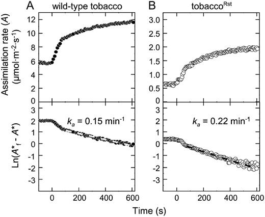 Measurement of the activation constant for tobacco and tobaccoRst Rubisco. Representative whole leaf gas-exchange measurements of the CO2 assimilation response for physiologically analogous leaves (12 cm leaf width, 35 cm plant height) from a wild-type tobacco (A) and a tobaccoRst (B) before and after leaf irradiance was suddenly increased from 110 to 1,200 μmol quanta m−2 s−1 (time zero). The chamber CO2 concentration and leaf temperature were set at 250 μbar and 25°C, respectively. Bottom panels show the data replotted as the natural logarithm of the final assimilation rate (A*f) minus the adjusted assimilation rate (A*) as described (Woodrow and Mott, 1989). See “Materials and Methods” for further details. The rate constant for Rubisco activation (k a) was calculated from the gradients of the linear second phase fitted to the wild-type (white dashed line) and tobaccoRst (black dashed line) measurements.