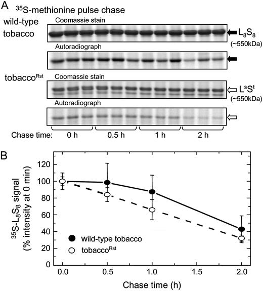 Rubisco turnover in tobacco and tobaccoRst leaves. Multiple leaf discs from the same leaf were infiltrated with 35S-Met and chased with 10 mm unlabeled Met for the times shown and the soluble protein from 18 mm2 of leaf separated by nondenaturing PAGE. A, Hexadecameric Rubisco from wild-type tobacco (L8S8, black arrow) and tobaccoRst (LsSt, white arrow) leaves identified in the gels by Coomassie staining and autoradiography. B, Densitometry measurements of the 35S-labeled Rubiscos during the chase periods (±sd of three separate leaf samples for each time point).