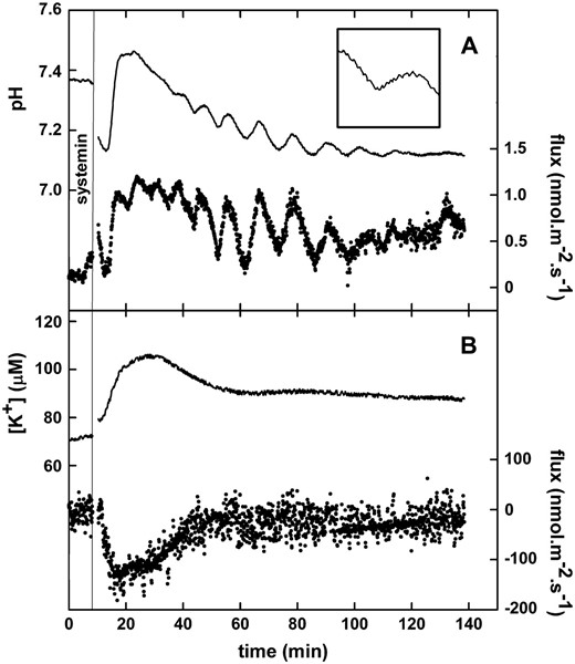 Typical changes in proton and potassium fluxes from S. peruvianum leaf tissue induced by 100 nm systemin. A, pH of the unstirred layer and proton flux. B, K+ concentration of the unstirred layer and K+ flux. Continuous lines, pH or K+ concentration at 10 and 50 μm from the cell wall (left y axis). Dotted lines, Calculated H+ or K+ flux based on the pH at 10 and 50 μm (right y axis). A vertical line indicates the moment of the addition of 100 nm systemin. When the flux becomes more positive, this means either an increase of the influx or a reduction of the efflux. Typical experiments of at least three experiments are shown. The insert in A shows a magnification of the pH trace between 40 and 55 min and between pH values 7.20 and 7.35, which shows the saw-tooth-like trace due to the movement of the electrode through the pH gradient in the unstirred layer.