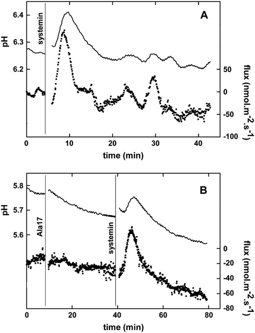 A typical change in the proton flux from S. pimpinellifolium leaf tissue induced by 100 nm systemin or by 400 nm systemin after the addition of 100 nm Ala-17. A, 100 nm systemin. B, 400 nm systemin after the addition of 100 nm Ala-17. Continuous line, pH of the unstirred layer at 10 and 50 μm from the cell wall (left y axis). Dotted line, Calculated H+ flux based on the pH at 10 and 50 μm (right y axis). A vertical line indicates the moment of addition of the indicated solute. When the flux becomes more positive, this means either an increase of the influx or a reduction of the efflux. Typical experiments of at least three experiments are shown.