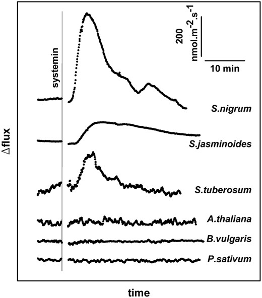 Typical changes in the proton fluxes from leaf tissue of various plant species induced by 100 nm systemin. The vertical line indicates the moment of the addition of the 100 nm systemin, except for S. jasminoides, where 10 nm systemin was used. When the flux becomes more positive, this means either an increase of the influx or a reduction of the efflux. The pH at the moment of addition of systemin was between 5.5 and 5.8 in all experiments. Typical experiments of at least three experiments are shown.