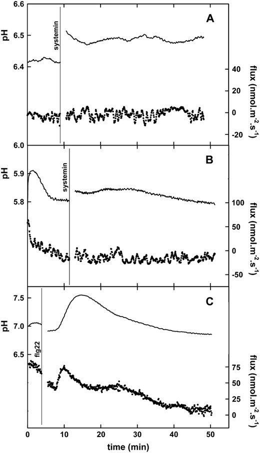 Typical changes in the proton fluxes from tobacco leaf tissue without or with the 35S∷SR160/tBRI1 transgene induced by 100 nm systemin or 10 nm flagellin. A, The response of wild-type tobacco to 100 nm systemin. B, The response of tobacco containing the 35S∷SR160/tBRI1 transgene to 100 nm systemin. C, The response of wild-type tobacco to 10 nm flagellin. Continuous line, pH of the unstirred layer at 10 and 50 μm from the cell wall (left y axis). Dotted line, Calculated H+ flux based on the pH at 10 and 50 μm (right y axis). A vertical line indicates the moment of the addition of the indicated solute. When the flux becomes more positive, this means either an increase of the influx or a reduction of the efflux. Typical experiments of at least three experiments are shown.
