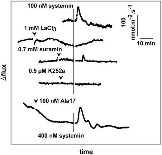 The effects of various pharmaceuticals on the systemin-induced changes in the proton flux from cu3 S. pimpinellifolium leaf tissue. To facilitate comparison, the control proton flux from 5A is also shown. A vertical line indicates the moment of the addition of systemin (100 or 400 nm in the experiment with the Ala-17 derivative). Arrowheads indicate the addition of the indicated pharmaceuticals. When the flux becomes more positive, this means either an increase of the influx or a reduction of the efflux. The pH at the moment of addition of systemin was between 5.8 and 6.0 for all experiments. Typical experiments of at least three experiments are shown.