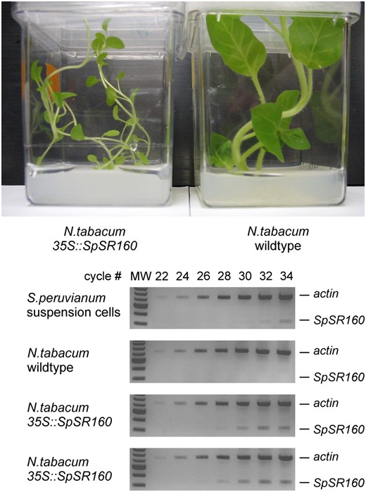 Estimation of transcript levels of the tomato (S. peruvianum) BRI1 transgene in tobacco plants. Top, The phenotypical difference between wild-type and tobacco plants containing the 35S∷SpSR160 construct when grown in vitro. Bottom, Semiquantitative reverse transcription-PCR was performed to estimate the transcript levels of SpBRI1 in wild-type tobacco plants, and tobacco plants transformed with SpBRI1 (35S∷SpSR160; generated and provided by J. Scheer and C. A. Ryan; two individual plants). For comparison, SpBRI1 levels were estimated in S. peruvianum suspension-cultured cells. Primers specifically amplified SpBRI1, but not NtBRI1. ACTIN transcript levels are shown as a loading control. Molecular weight marker (1-kb ladder, New England Biolabs: only the markers from 0.5 til 5.0 kb are visible) is shown in the first lanes of each gel. Samples were taken after 22, 24, 26, 28, 30, 32, and 34 cycles.