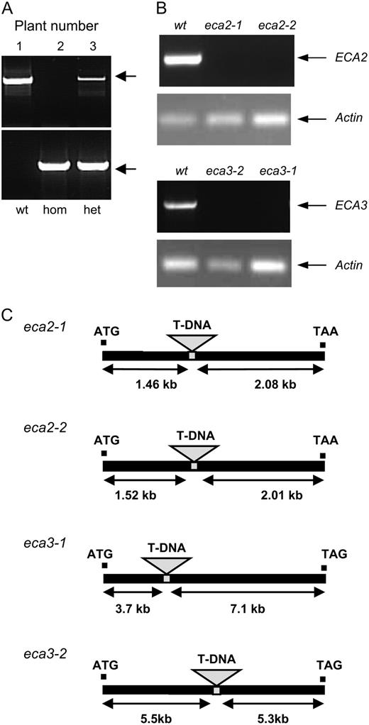 Isolation of mutant lines. A, Determining the genotype of plants from Salk line 045567. PCR was carried out on genomic DNA from individual plants (1–3) using gene-specific primers ECA3Ex10.F and ECA3.R to detect plants that contained a wild-type copy of the gene; these amplified a band of the predicted size, 2.07 kb (top). Salk LBa1 primer for the T-DNA and the gene-specific primer ECA3.R were used to detect the presence of the T-DNA in ECA3. They amplified a band of the approximate predicted size, 1.96 kb (bottom). The zygosity of plants 1 to 3 determined from this analysis is indicated: wt, Wild-type; hom, homozygous for the insert; het, heterozygous for the insert. B, RT-PCR using RNA isolated from wild type and eca mutants. Primers designed to amplify a product across the insertion site gave products for ECA2 and ECA3 of 0.67 and 1.67 kb, respectively, only in wild-type plants. Actin 2 primers were used to amplify a product of 0.2 kb as a positive control in all samples. C, Insertion sites for mutants isolated in this study.