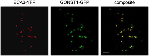 Colocalization of ECA3 and GONST1 fluorescent protein fusions in the Golgi apparatus. Confocal laser-scanning microscopy of a tobacco epidermal leaf cell expressing ECA3-YFP and GONST1-GFP. Left, ECA3-YFP marks small motile organelles. Middle, GONST1-GFP marks the Golgi apparatus. Right, Colocalization of the markers. Scale bar = 5 μm.