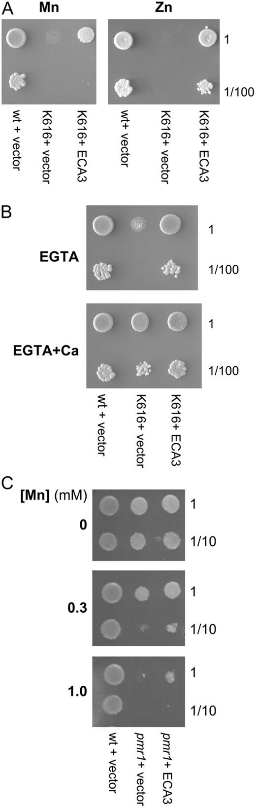 AtECA3 expression alleviates Mn-, Zn-, and Ca-dependent growth defects in yeast K616 (Δpmr1, Δpmc1, Δcnb1; A and B) and pmr1 (Δpmr1) mutants (C) transformed with p426-ECA3 (K616 + ECA3; pmr1 + ECA3) or p426 vector (K616 + vector; pmr1 + vector) were grown overnight in SC − uracil with 2% (w/v) Glc. K601 cells are shown as a positive control (wt). A and B, Cultures were adjusted to OD600 = 0.25 and used undiluted at this concentration (1) or at a 100-fold dilution (1/100). Five-microliter aliquots were spotted onto SC − uracil plates containing 2% (w/v) Gal as the carbon source (p426 uses a Gal-inducible promoter), with the following additions: A, either MnCl2 (0.3 mm) or ZnSO4 (3 mm); and B, Ca (20 mm) and EGTA (10 mm) or EGTA (10 mm). C, Cultures were adjusted to OD600 = 0.4 and used at this concentration (1) or 10-fold dilution (1/10). Seven-microliter aliquots were spotted onto SC − uracil plates containing 2% (w/v) Gal with 0, 0.3, or 1 MnCl2. Plates were incubated for 3 to 4 d at 30°C.