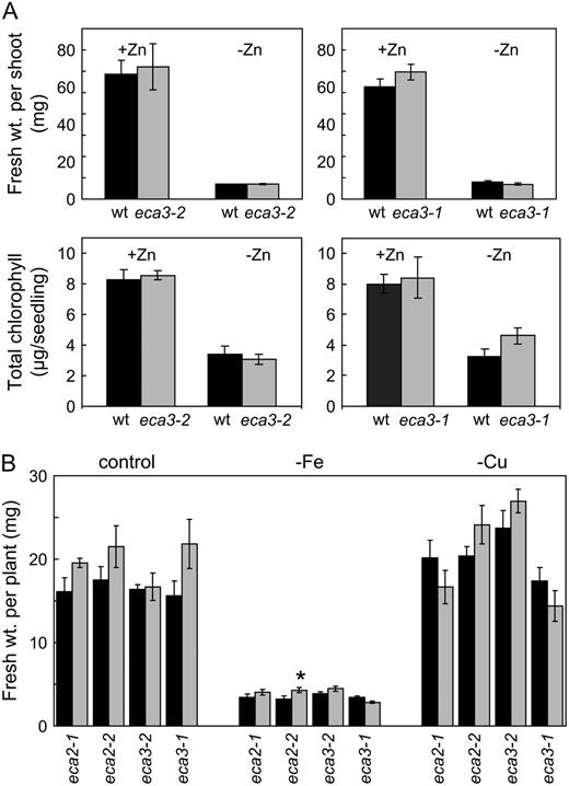 eca mutants show a similar response to wild-type plants when grown in the absence of Zn, Fe, or Cu. A, Seedling phenotype of eca3-1 and eca3-2 mutants compared to wild type (wt) when grown for 27 d on plates in 0.5× Murashige and Skoog* medium with Zn present at the normal concentration (15 μ m; +Zn) or absent (−Zn). Fresh weight of shoot (top) and chlorophyll content (bottom) for eca3-1 and eca3-2 mutants (gray bars) compared to wild type (black bars). B, Wild-type (black bars) and eca mutants (gray bars) were grown for 19 d on either 0.5× Murashige and Skoog medium (control) or in the absence of either Fe (−Fe) or Cu (−Cu). Data in A and B generally represent means ± se from five separate plates, each having six seedlings per genotype per plate. *, Significant difference between mutant and wild-type plant (P < 0.05); Student's t test (paired).