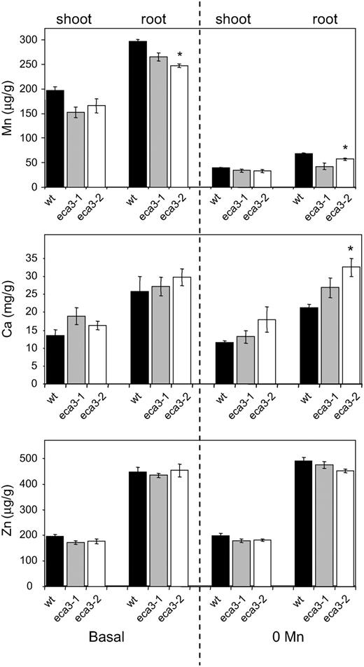 Elemental analysis of eca3 mutant Mn, Ca, and Zn concentration in root and shoot tissue of wild type (black bars), eca3-1 (gray bars), and eca3-2 mutants (white bars) grown on plates on basal (0.5× Murashige and Skoog*) or 0 Mn (0.5× Murashige and Skoog* with Mn omitted) for 17 d. Results are means ± se from four independent pools of plants from different experiments and each pool is from at least five replicate agarose plates. *, Significant difference between mutant and wild-type plant (P < 0.05); Student's t test (paired).
