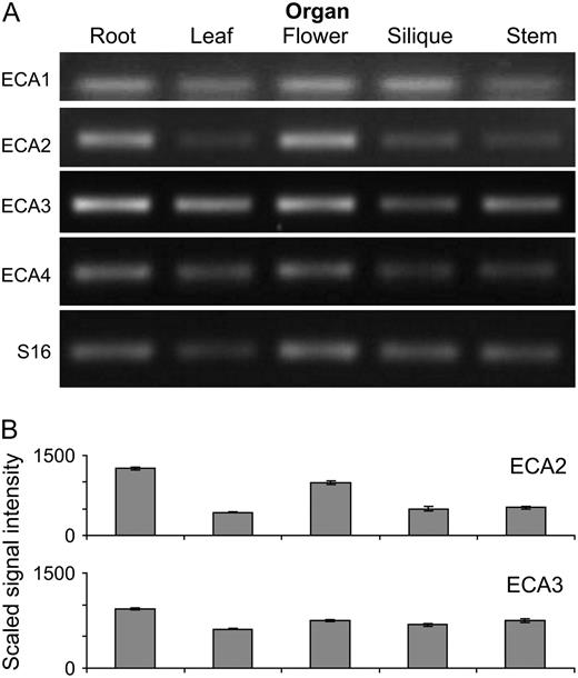 ECA expression analysis. A, Organ distribution of ECAs in hydroponically grown plants determined using RT-PCR. B, ECA2 and ECA3 expression in different organs determined from microarray analysis. Graphs show data (mean and se) extracted from Genevestigator (ATH1: 22k array) for the same organs (https://www.genevestigator.ethz.ch).