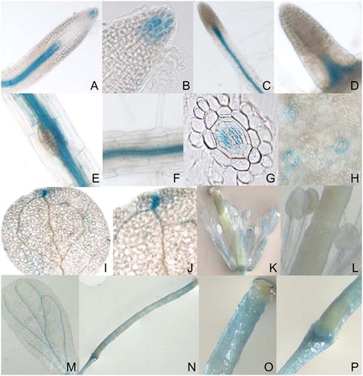 ECA3 promoter:GUS studies. The GUS reporter gene was expressed in wild-type Arabidopsis plants under the control of the promoter region for ECA3. Different tissues were subsequently tested for GUS activity. A to P, Primary root (A and B); lateral roots (C–E); root vascular tissue (F); transverse section of the root (G); guard cells (H); leaves (I and J); flowers (K); stamens (L); petals (M); and siliques (N–P).