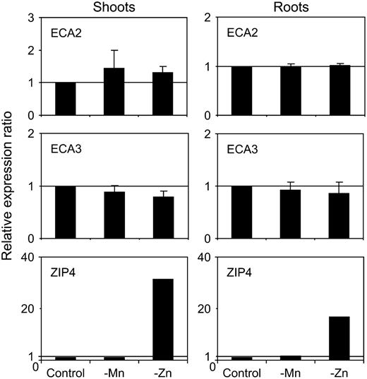 Metal regulation of ECA2 and ECA3 expression. Relative quantification of ECA2 and ECA3 expression by real-time PCR in seedlings grown for 15 d on plates with 0.5× Murashige and Skoog* medium (control) or on the same medium without Mn (−Mn) or Zn (−Zn). Results show expression normalized to the reference gene and relative to expression levels in shoots on control medium. Results are mean and se of results from three independent experiments.