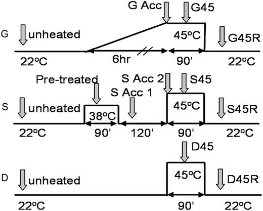 Heat treatments for comparison of acclimated and nonacclimated plants. Shaded arrows represent sampling times and their designations. All samples except unheated, G Acc, and S Acc2 were taken 30 min after the previous temperature transition. G Acc and S Acc2 were taken at the end of acclimation prior to the shift to 45°C.