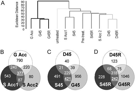 Comparison of transcripts increased by different heat treatments. A, Dendrogram showing relative similarity between different samples. Total array data were clustered using Euclidean distance and average linkage in BRB array tools. G, S, and D sample branches are each shown with differently shaded lines. B to D, Venn diagrams showing the intersections of total numbers of transcripts increased in different samples. B, Acclimation period samples. C, 45°C samples. D, Recovery samples.
