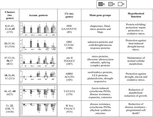 Summary of gene cluster data. This summary shows some of the bioinformatics data for the clusters discussed in the text. Clusters in column 1 are grouped based on cis-element analysis and show related expression behavior. The transcript accumulation pattern graphed in column 2 is for the cluster indicated in bold in column 1. These graphs show the average log fold-change (base 2) in transcript level at the time points indicated (as in Fig. 1) versus the unheated control. Dark gray bars, S acclimation; light gray bars, G acclimation (three time points; Acc2 includes the G Acc time point); white bars, D treatment (two time points). Error bars represent sd. The complete summary of gene clusters with expression graphs can be found in Supplemental Table S5.