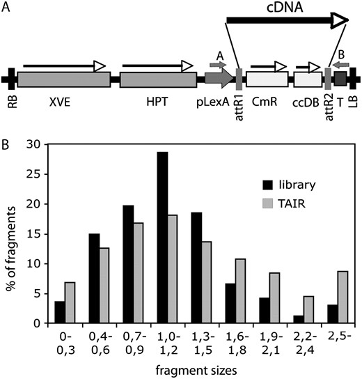 Characterization of the COS cDNA library. A, Schematic map of the T-DNA region of pER8GW vector. XVE, Chimeric XVE fusion gene, encoding the chimeric transcription activator for the pLexA promoter (Zuo et al., 2000); HPT, hygromycin phosphotransferase gene; pLexA, LexA operator fused to a minimal promoter of the cauliflower mosaic virus 35S gene; attR1 and attR2, Gateway recombination sites; CmR, chloramphenicol resistance gene; ccdB, suicide marker for bacterial contraselection; T, Rubisco rbcsS3A polyA sequence; RB and LB, T-DNA left and right border sequences, respectively; cDNA, randomly inserted cDNA clone; A and B, positions of T-DNA specific PCR primers used for amplification of inserted cDNAs. B, Comparison of size distribution of DNA fragments in the cDNA library and in the database of predicted full-length transcripts at TAIR (http://www.Arabidopsis.org). Fragment sizes are indicated in kilobase pair.