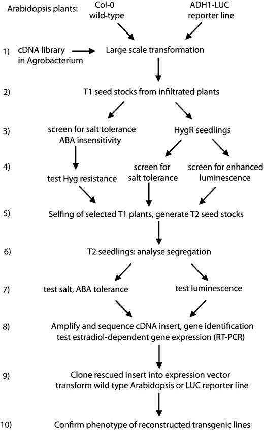 Flow chart of the screening strategies employed for testing the COS technology and to identify stress regulatory functions in Arabidopsis. Consecutive steps of cDNA library transformation, different screening procedures, gene identification, and characterization of the selected transgenic lines are illustrated schematically.