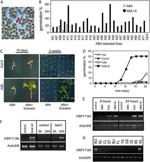 Identification of Arabidopsis cDNAs conferring estradiol-inducible conditional ABA insensitivity. A, Screening for ABA insensitive seed germination in the presence of 2.5 μ m ABA and 4 μ m estradiol. Red arrow shows a germinated seedling within the nongerminating seed population. B, Testing ABA insensitivity of 25 T2 lines. Seeds were germinated on half-strength MS medium containing 2.5 μ m ABA in the presence or absence of 4 μ m estradiol. Germination efficiencies were determined at day 14. C, ABA insensitivity phenotype of line A26. Seeds were germinated in the presence of 3 μ m ABA in the presence or absence of 4 μ m estradiol. Seedlings are shown 10 d (left) and 3 weeks (right) after germination. D, Comparison of germination efficiencies of wild-type (Col-0) and A26 seeds in the presence and absence of estradiol on ABA-containing plates. The graph shows typical germination data derived from three independent experiments. E to G, Semiquantitative RT-PCR analysis of HSP17.6A transcript levels in 2-week-old A26 seedlings using actin2/8 as standard internal reference. E, Activation of HSP17.6A transcription by 4 μ m estradiol treatment with or without 50 μ m ABA. F, Induction of HSP17.6A transcription with heat shock and salt stress in leaves of wild-type plants. G, Expression of HSP17.6 in different organs of wild-type Arabidopsis plants. RT-PCR analysis was performed with RNA templates prepared from roots (RO), rosette leaf (RL), cauline leaf (CL), stem (ST), unopened buds (BU), flowers (FL), young siliques (4 d after pollination; YS), developed, green siliques (10 d after pollination; GS), 3- and 8-d-old seedlings growing in vitro on solid half-strength MS medium under short day photoperiod (3S; 8S), and wilted rosette leaves (WL).