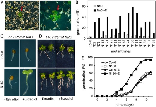 Identification of cDNAs conferring enhanced salt tolerance. A, The screening for enhanced salt tolerance in plant growth assays was performed in the presence of 225 mm NaCl and 4 μ m estradiol. Red arrows indicate salt-tolerant plants within the population of salt-sensitive seedlings. B, Conditional salt tolerance of seed germination of 15 selected COS lines. Germination efficiencies are shown 7 d after sowing the seeds on half-strength MS medium containing 225 mm NaCl in the presence (+E) or absence of 4 μ m estradiol. C, Comparison of salt tolerance of N180 and wild-type (Col-0) seedlings germinated in the presence of 225 mm NaCl with or without estradiol. D, Salt tolerance test in plant growth assay. Seven-day-old wild-type (Col-0) and N180 seedlings were transferred from half-strength MS medium to selective medium containing 175 mm NaCl with or without estradiol and grown for an additional 7 d. E, Quantitative analysis of germination efficiencies of N180 and wild-type (Col-0) seeds on half-strength MS plates containing 225 mm NaCl with (+E, 4 μ m) or without estradiol. The data represent values of a typical germination assay of three independent experiments.