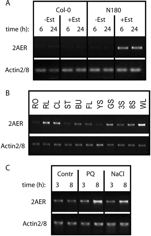 Analysis of AER (2-alkenal reductase, At5g16970) transcription by semiquantitative RT-PCR. A, Transcription of AER cDNA is induced by estradiol only in line N180 but not in the control wild-type (Col-0) seedlings. RT-PCR (30 cycles) was performed with RNA templates purified from 3-week-old seedlings treated with 4 μ m estradiol for 6 or 24 h. B, RT-PCR (35 cycles) comparison of AER transcript levels in different organs of wild-type (Col-0) plants (for abbreviations, see Fig. 3G legend). C, Effects of paraquat (4 μ m) and NaCl (200 mm) treatments on the transcription of AER gene. The RNA templates were standardized for equal level of actin2/8 mRNA as internal control.