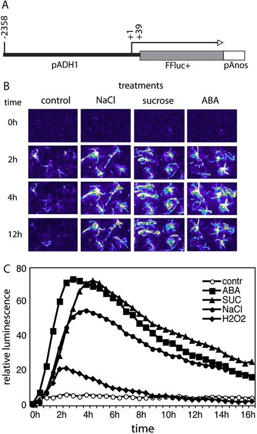 Characterization of the ADH1-LUC reporter construct. A, Schematic map of ADH1 promoter and firefly luciferase reporter gene fusion. Position of the transcription start is +1, whereas the position of promoter junction is +39. B, Temporal changes of bioluminescence in the parental ADH1-LUC line during treatments with 200 mm NaCl, 400 mm Suc, and 20 μ m ABA for 2, 4, and 12 h. C, Time kinetics of luciferase-mediated light emission in the ADH1-LUC line during treatments with 20 μ m ABA, 400 mm Suc, 200 mm NaCl, and 10 mm H2O2. Values of total light emission were recorded at every 30 min throughout a period of 18 h. Relative luminescence values are shown, where 1 is the luminescence of untreated control at time 0.