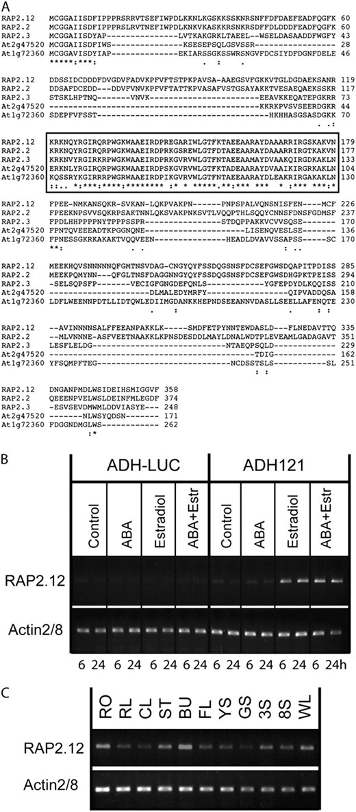 RAP2.12 is a member of the B-2 subfamily of AP2/ERF transcription factors and shows ABA-independent transcriptional regulation. A, Multiple sequence alignment of the B-2 subfamily of ERF family transcription factors. Region of the conserved AP domain is framed. B, RT-PCR (30 cycles) analysis of estradiol-induced activation of RAP2.12 transcription in line ADH121. Seedlings of the parental ADH1-LUC and the ADH121 line were treated by 20 μM ABA, 4 μ m estradiol, and both for 6 and 24 h. Note that RAP2.12 transcription is induced by estradiol but not by ABA. C, Comparative RT-PCR (35 cycles) analysis of RAP2.12 transcript levels in various organs of wild-type (Col-0) plants. Actin2/8 was used as internal control (for abbreviations, see Fig. 3G legend).