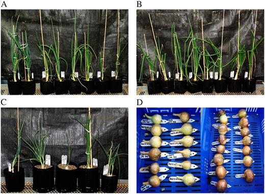 A to C, Ex-flasked intermediate daylength open-pollinated (O lines; A), hybrid (H lines; B), and dehydration (D lines; C) onions transformed with the lfsRNAi construct. D, LFS-silenced bulbs.
